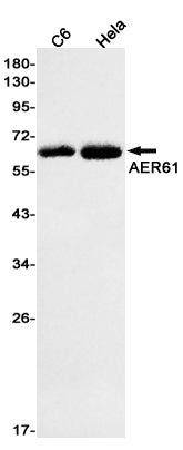 Anti-AER61 Rabbit Monoclonal Antibody