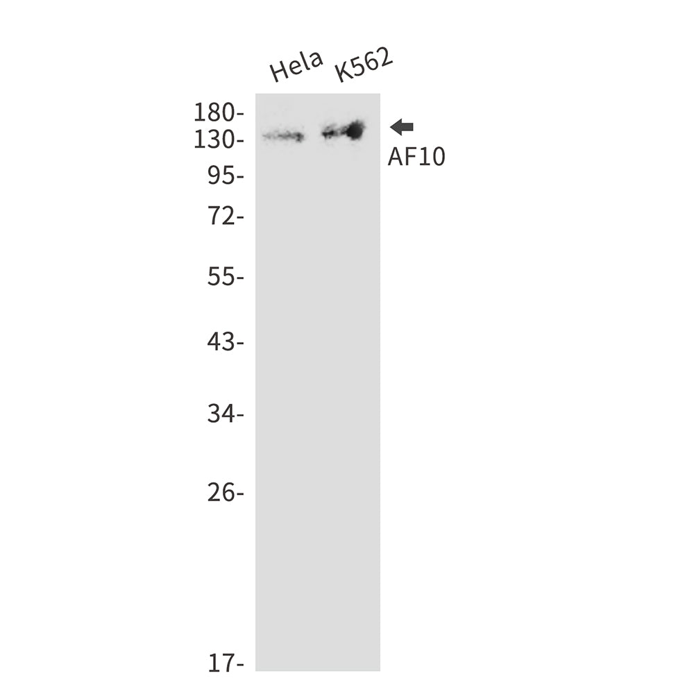 Anti-AF10 Rabbit Monoclonal Antibody