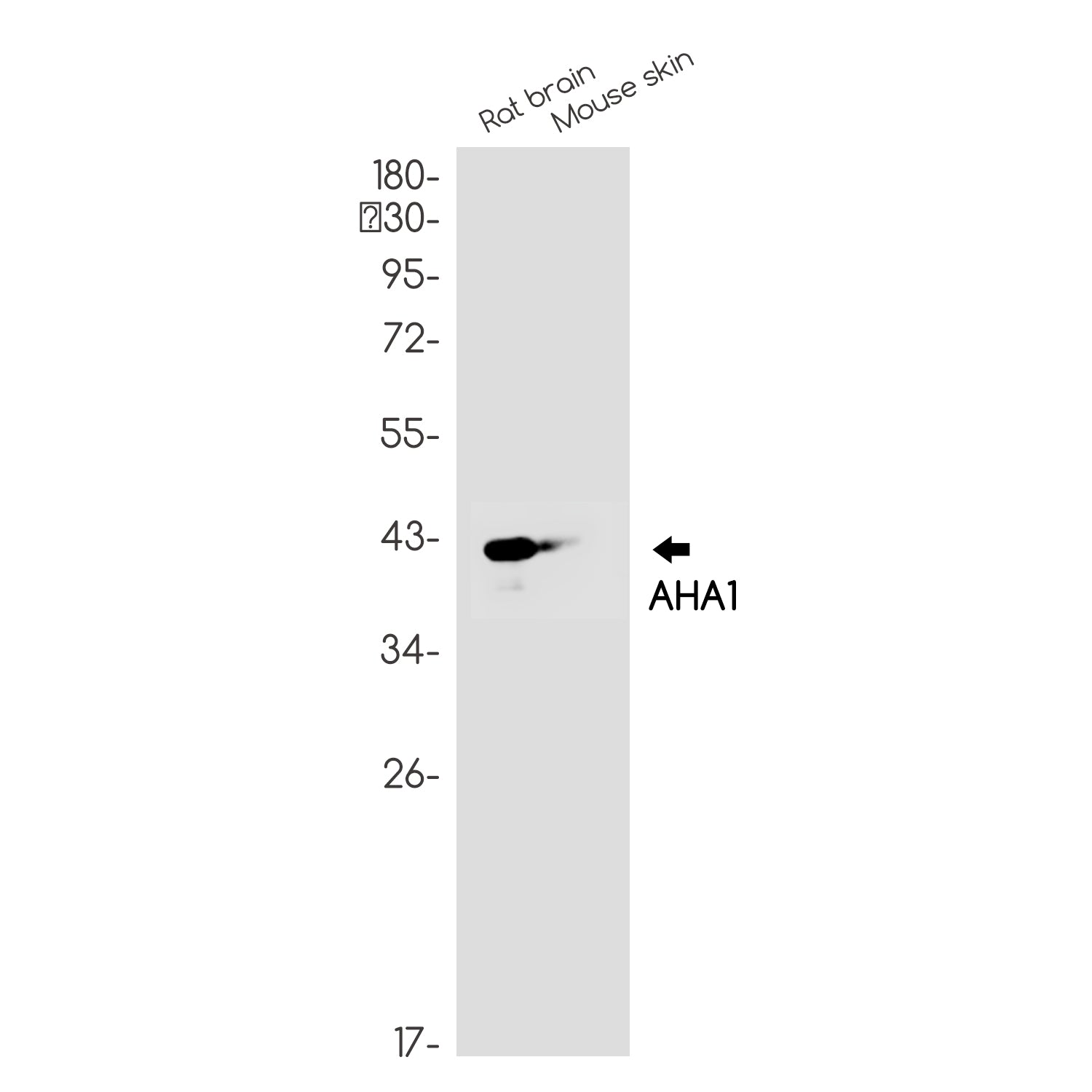 Anti-AHA1 Rabbit Monoclonal Antibody