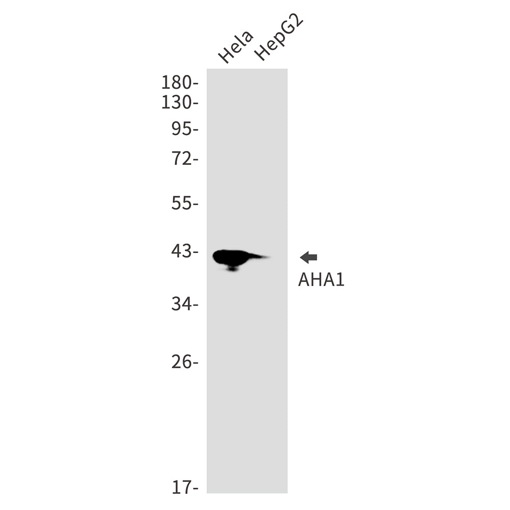 Anti-AHA1 Rabbit Monoclonal Antibody