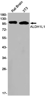 Anti-ALDH1L1 Rabbit Monoclonal Antibody