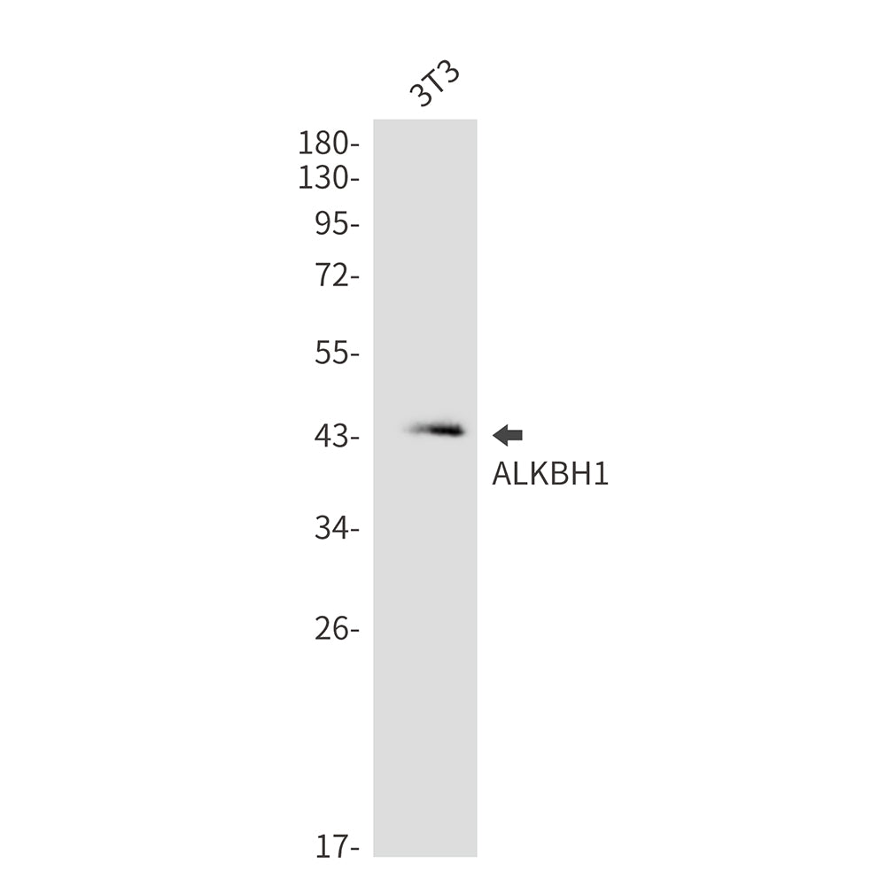 Anti-ALKBH1 Rabbit Monoclonal Antibody