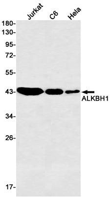 Anti-ALKBH1 Rabbit Monoclonal Antibody