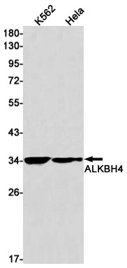 Anti-ALKBH4 Rabbit Monoclonal Antibody
