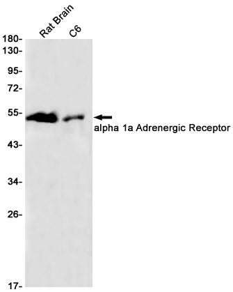 Anti-alpha 1a Adrenergic Receptor Rabbit Monoclonal Antibody