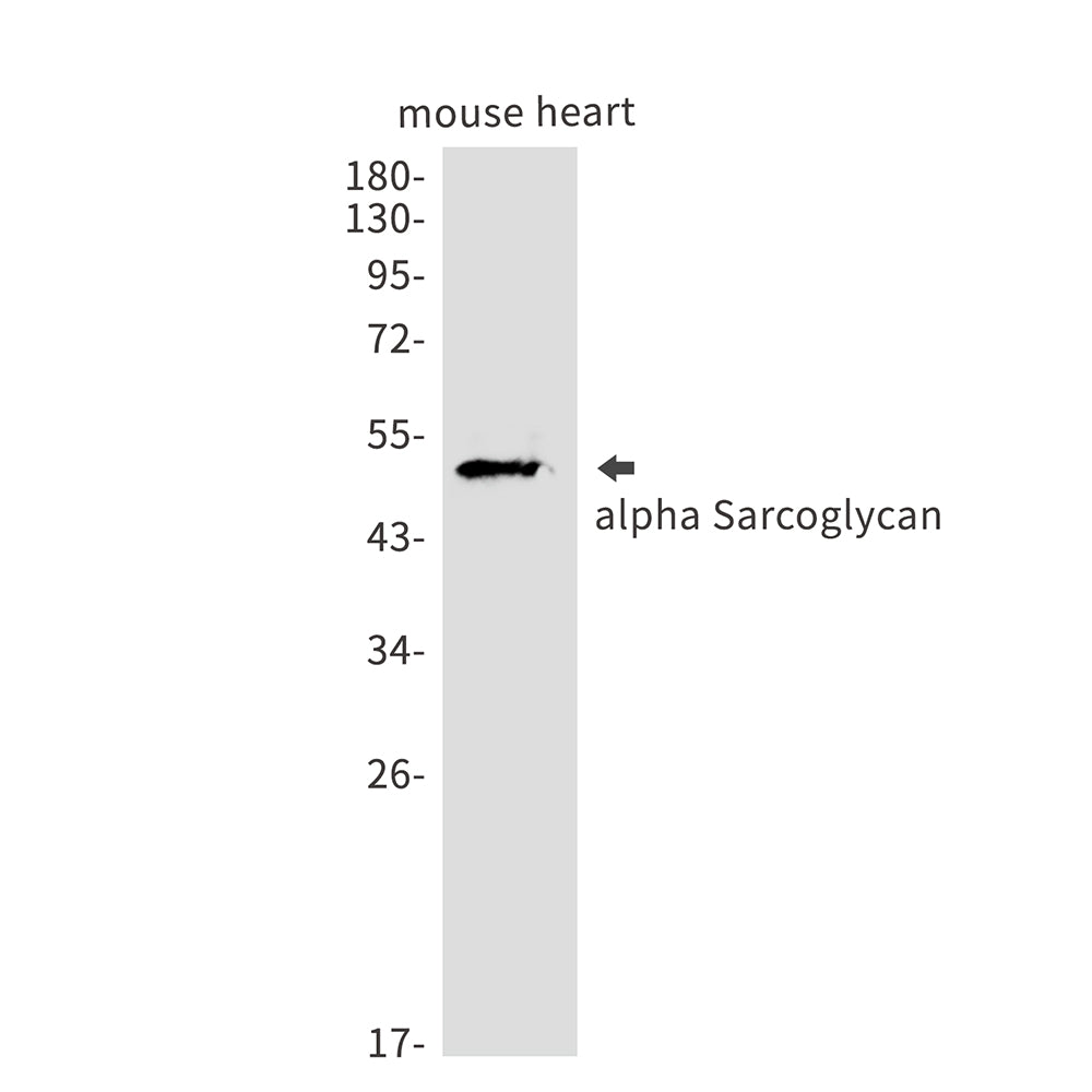 Anti-alpha Sarcoglycan Rabbit Monoclonal Antibody