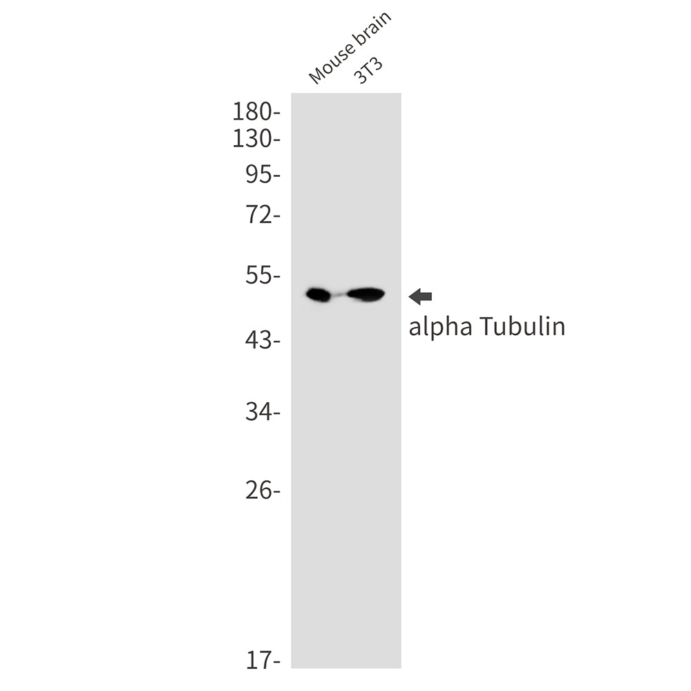 Anti-alpha Tubulin Rabbit Monoclonal Antibody