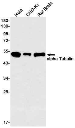 Anti-alpha Tubulin Rabbit Monoclonal Antibody