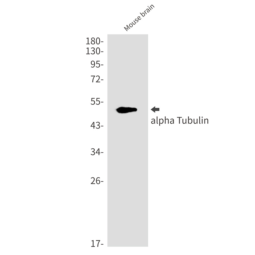 Anti-alpha Tubulin Rabbit Monoclonal Antibody