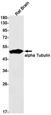 Anti-alpha Tubulin Rabbit Monoclonal Antibody