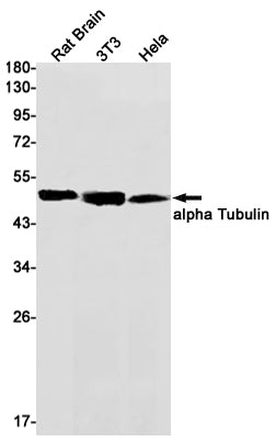 Anti-alpha Tubulin Rabbit Monoclonal Antibody