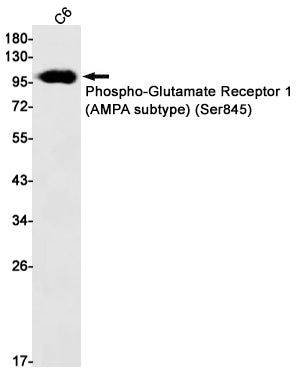 Anti-Phospho-Glutamate Receptor 1 (AMPA Subtype) (Ser845) Rabbit Monoclonal Antibody