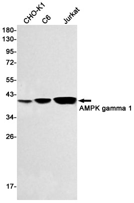 Anti-AMPK gamma 1 Rabbit Monoclonal Antibody