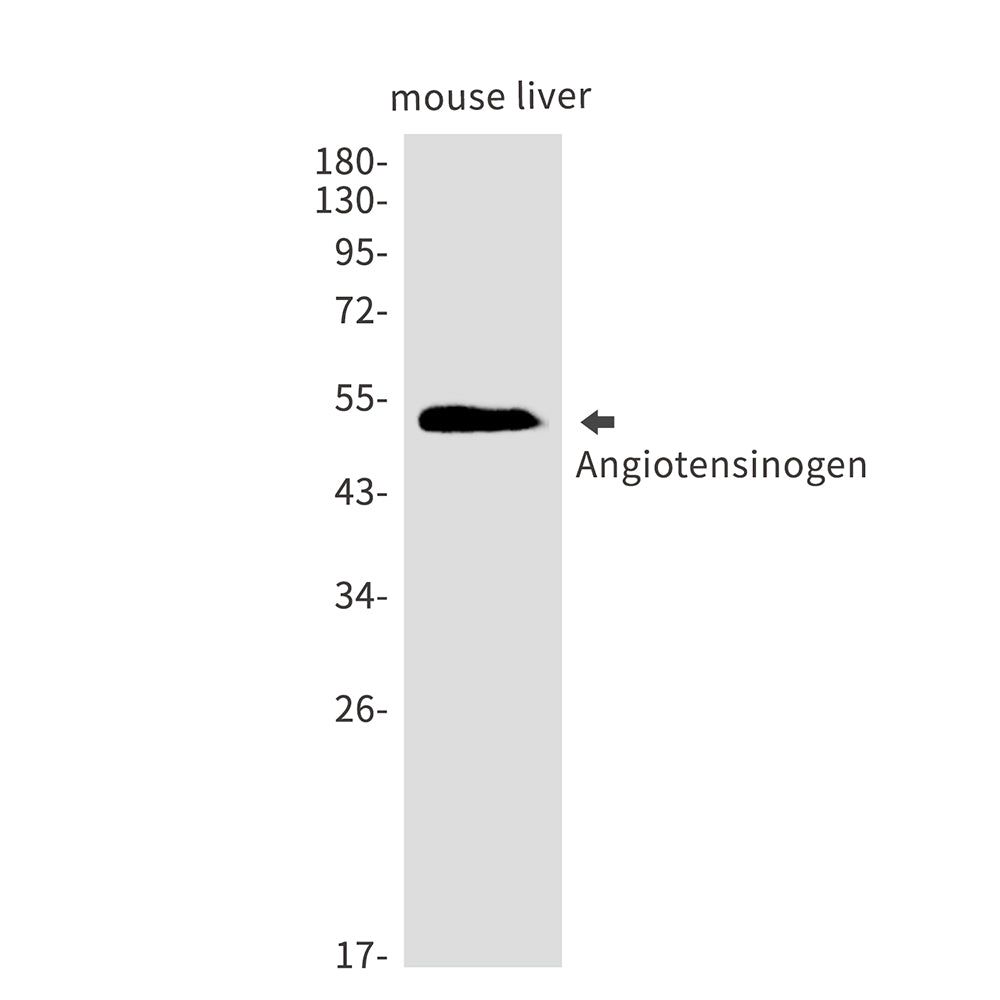 Anti-Angiotensinogen Rabbit Monoclonal Antibody