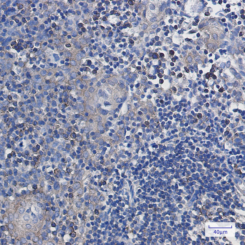 Anti-Annexin VII Rabbit Monoclonal Antibody
