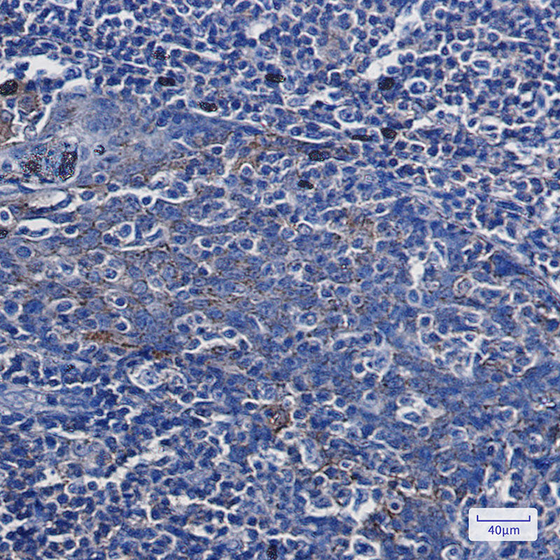 Anti-Annexin VII Rabbit Monoclonal Antibody