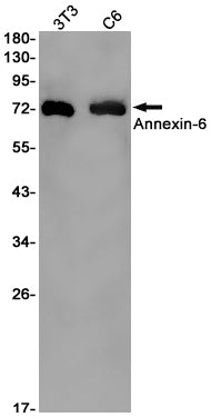 Anti-Annexin VI Rabbit Monoclonal Antibody