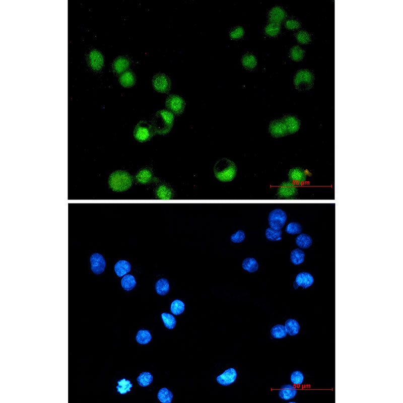 Anti-Transcription Factor AP 2 gamma Rabbit Monoclonal Antibody