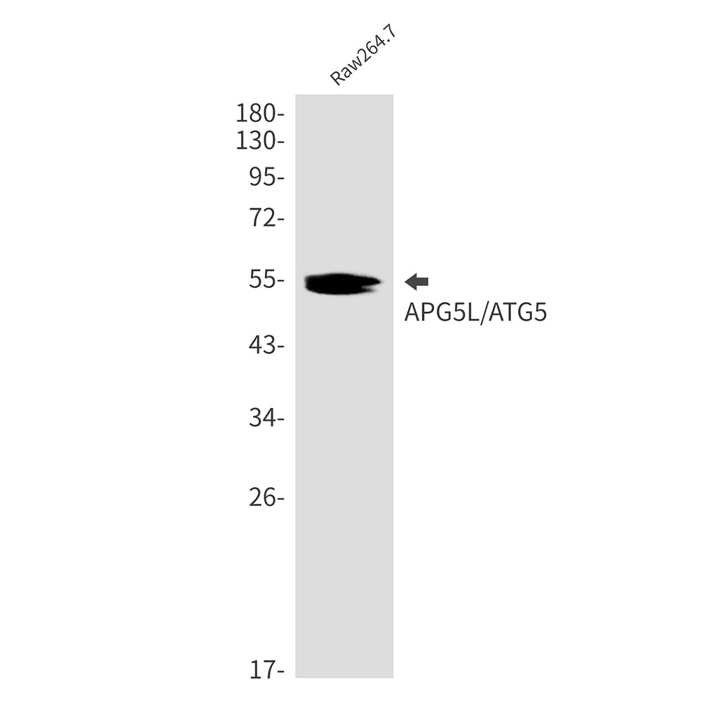 Anti-APG5L Rabbit Monoclonal Antibody