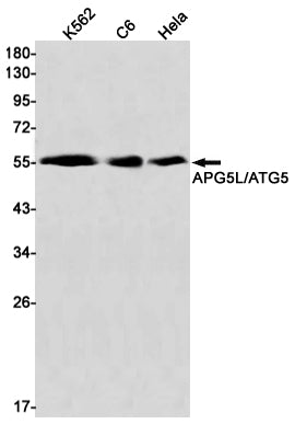 Anti-APG5L Rabbit Monoclonal Antibody