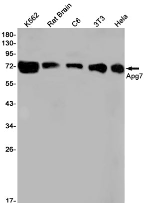 Anti-ATG7 Rabbit Monoclonal Antibody