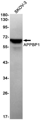 Anti-APPBP1 Rabbit Monoclonal Antibody