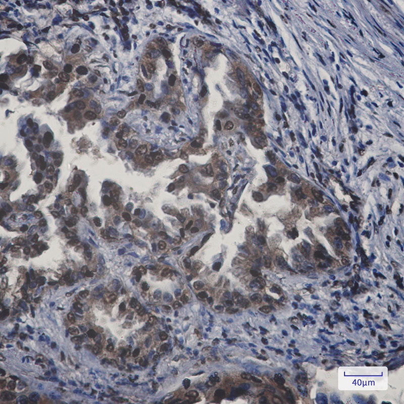 Anti-APPL Rabbit Monoclonal Antibody