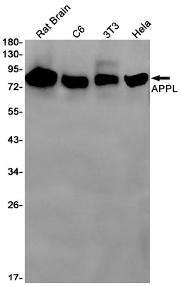 Anti-APPL Rabbit Monoclonal Antibody