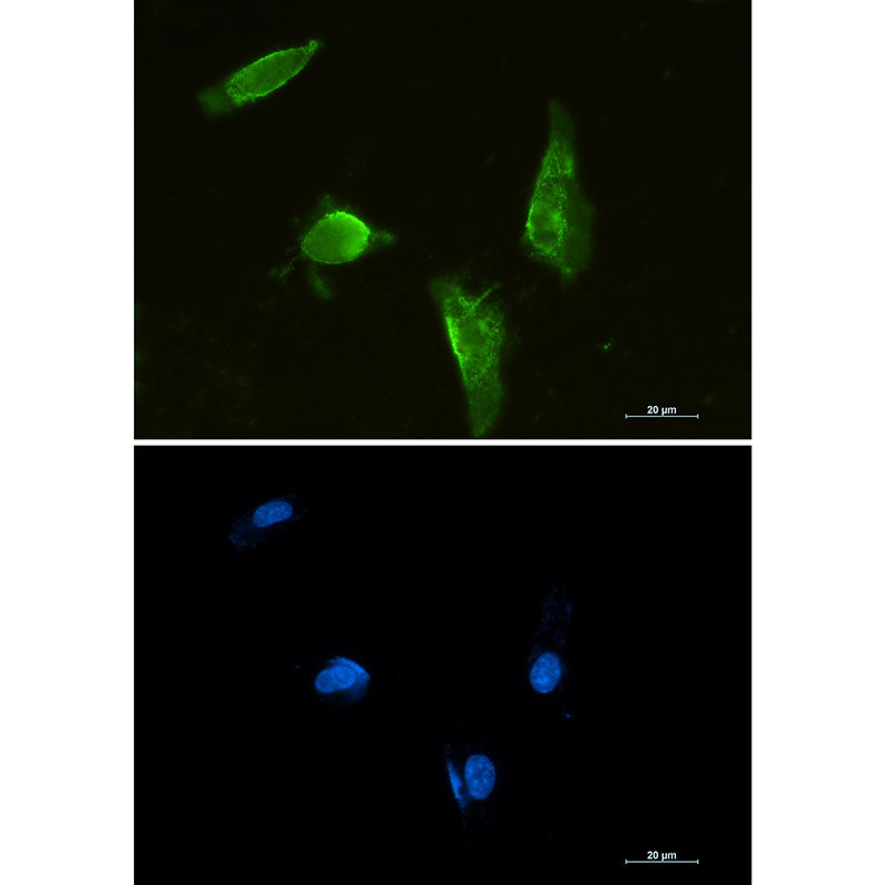 Anti-Aprataxin Rabbit Monoclonal Antibody