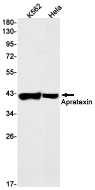 Anti-Aprataxin Rabbit Monoclonal Antibody