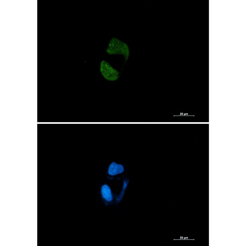 Anti-Argonaute 2 Rabbit Monoclonal Antibody