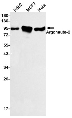 Anti-Argonaute 2 Rabbit Monoclonal Antibody