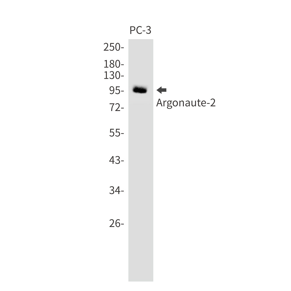 Anti-Argonaute 2 Rabbit Monoclonal Antibody