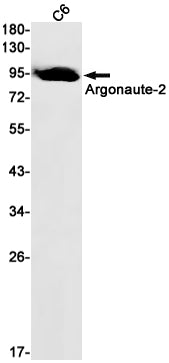 Anti-Argonaute 2 Rabbit Monoclonal Antibody