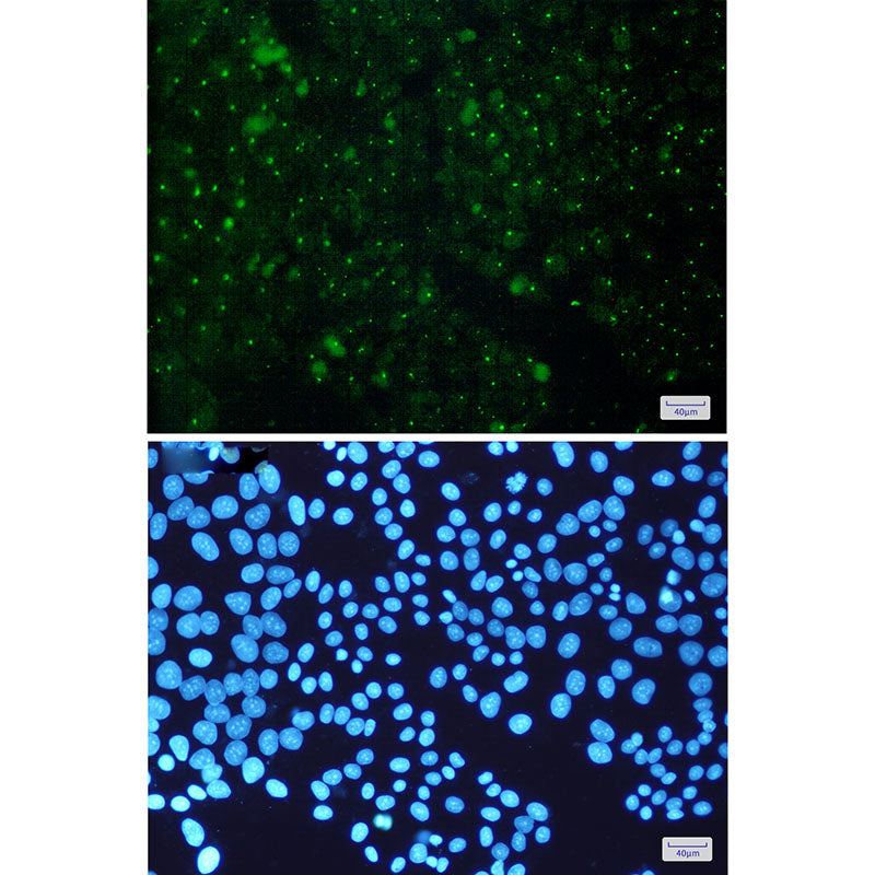 Anti-Aryl Hydrocarbon Receptor Rabbit Monoclonal Antibody