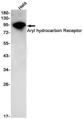 Anti-Aryl Hydrocarbon Receptor Rabbit Monoclonal Antibody