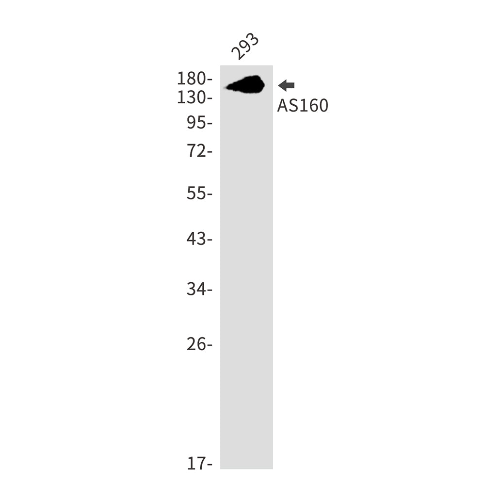 Anti-AS160 Rabbit Monoclonal Antibody