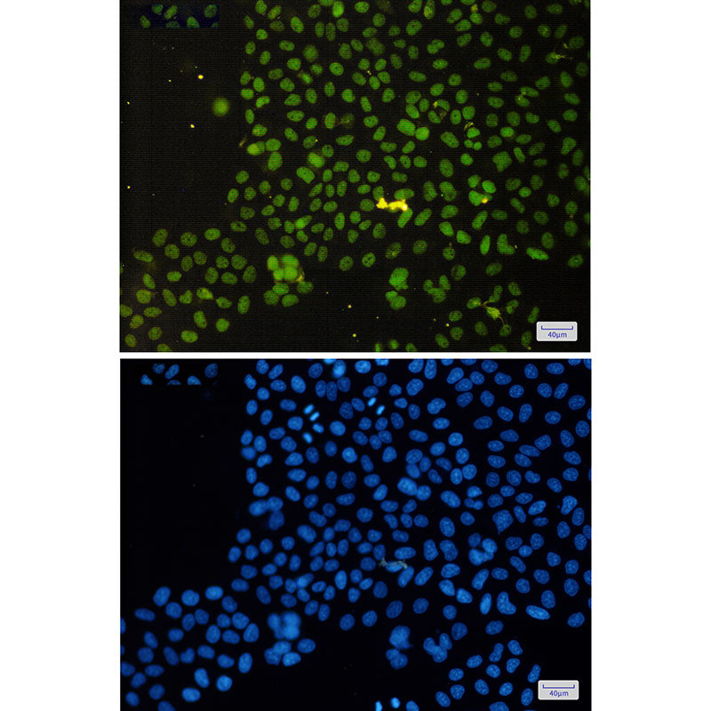 Anti-ASH2L Rabbit Monoclonal Antibody