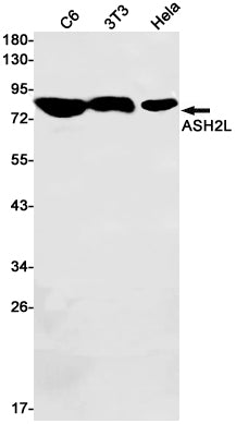 Anti-ASH2L Rabbit Monoclonal Antibody