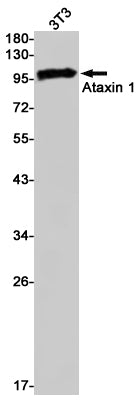 Anti-Ataxin 1 Rabbit Monoclonal Antibody