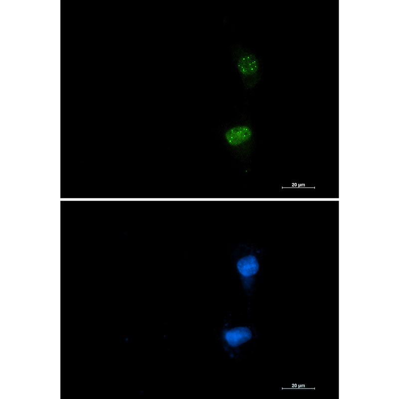Anti-Phospho-ATF2 (Thr71) Rabbit Monoclonal Antibody