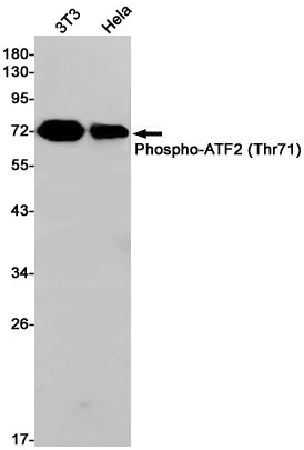 Anti-Phospho-ATF2 (Thr71) Rabbit Monoclonal Antibody
