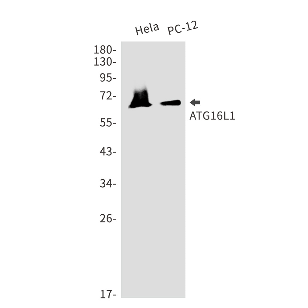 Anti-ATG16L1 Rabbit Monoclonal Antibody