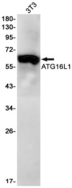 Anti-ATG16L1 Rabbit Monoclonal Antibody