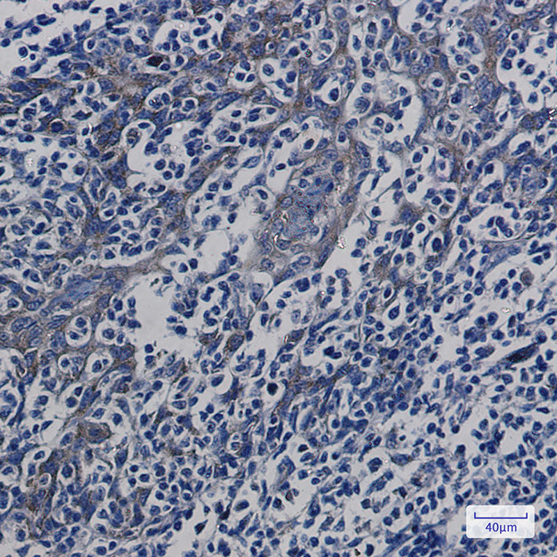 Anti-ATP5G Rabbit Monoclonal Antibody