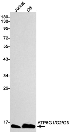 Anti-ATP5G Rabbit Monoclonal Antibody
