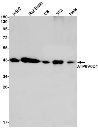 Anti-ATP6V0D1 Rabbit Monoclonal Antibody