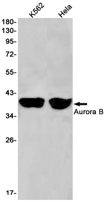 Anti-Aurora B Rabbit Monoclonal Antibody