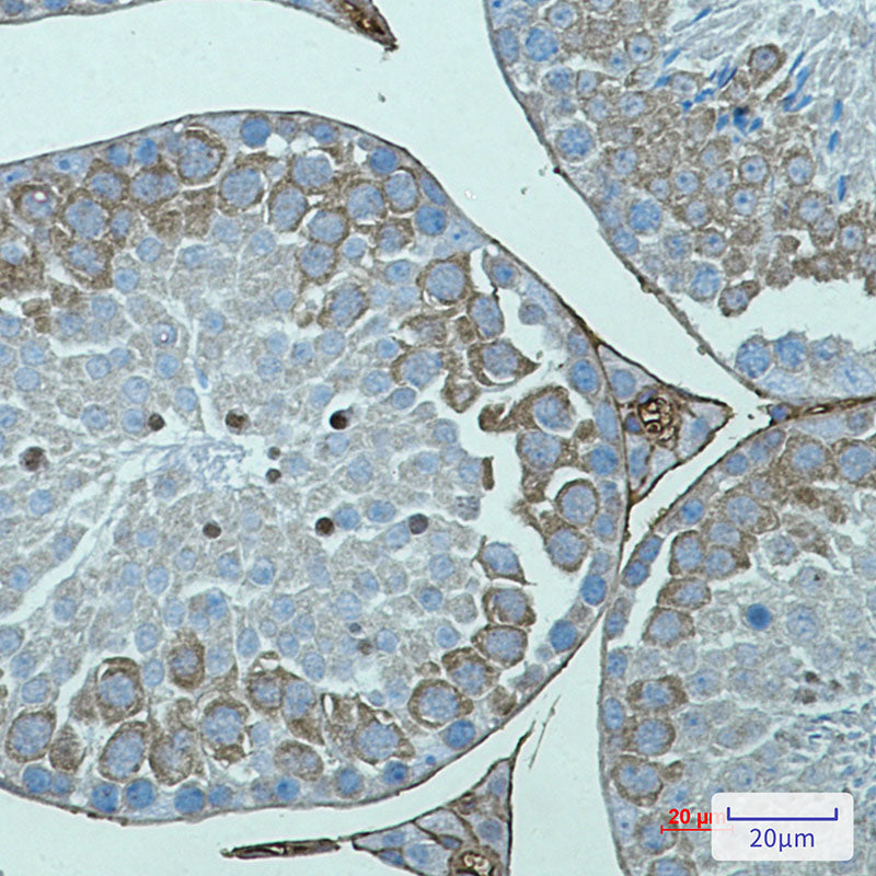 Anti-AVEN Rabbit Monoclonal Antibody