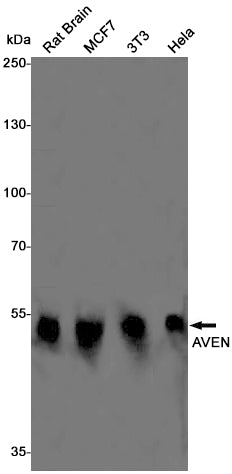 Anti-AVEN Rabbit Monoclonal Antibody
